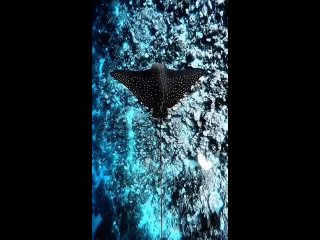 clip @videfunny | @videfunny